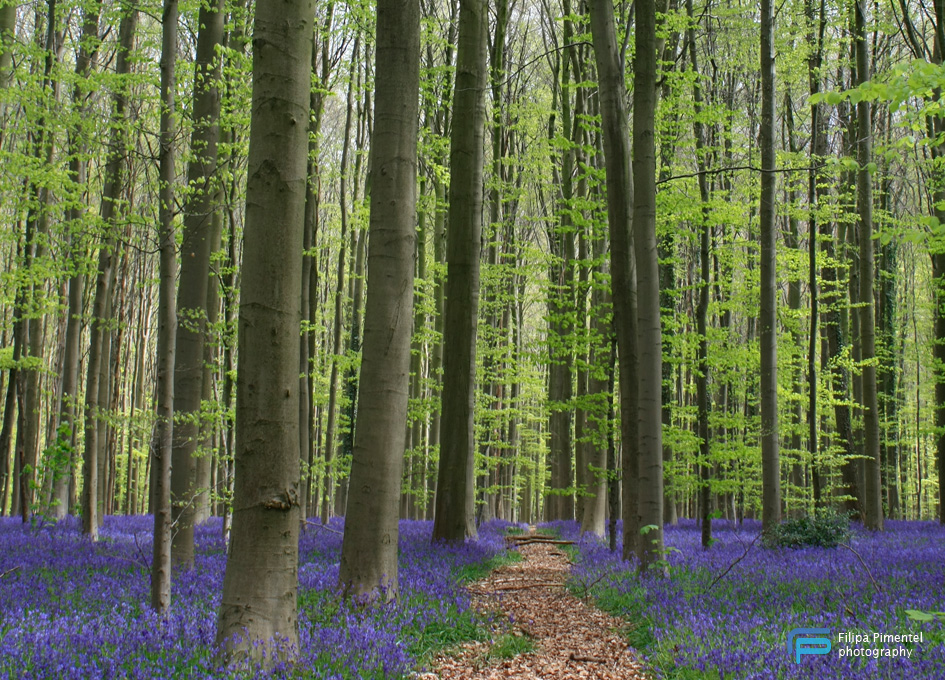 Hallerbos - Filipa Pimentel