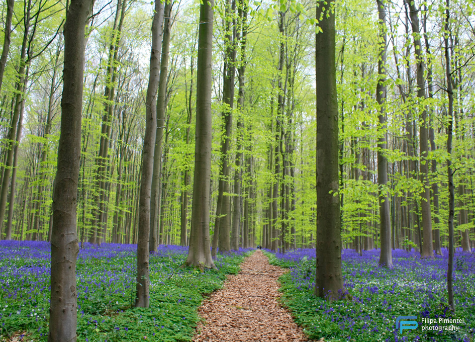 Hallerbos 2 - Filipa Pimentel