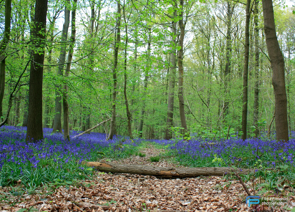 Hallerbos 3 - Filipa Pimentel